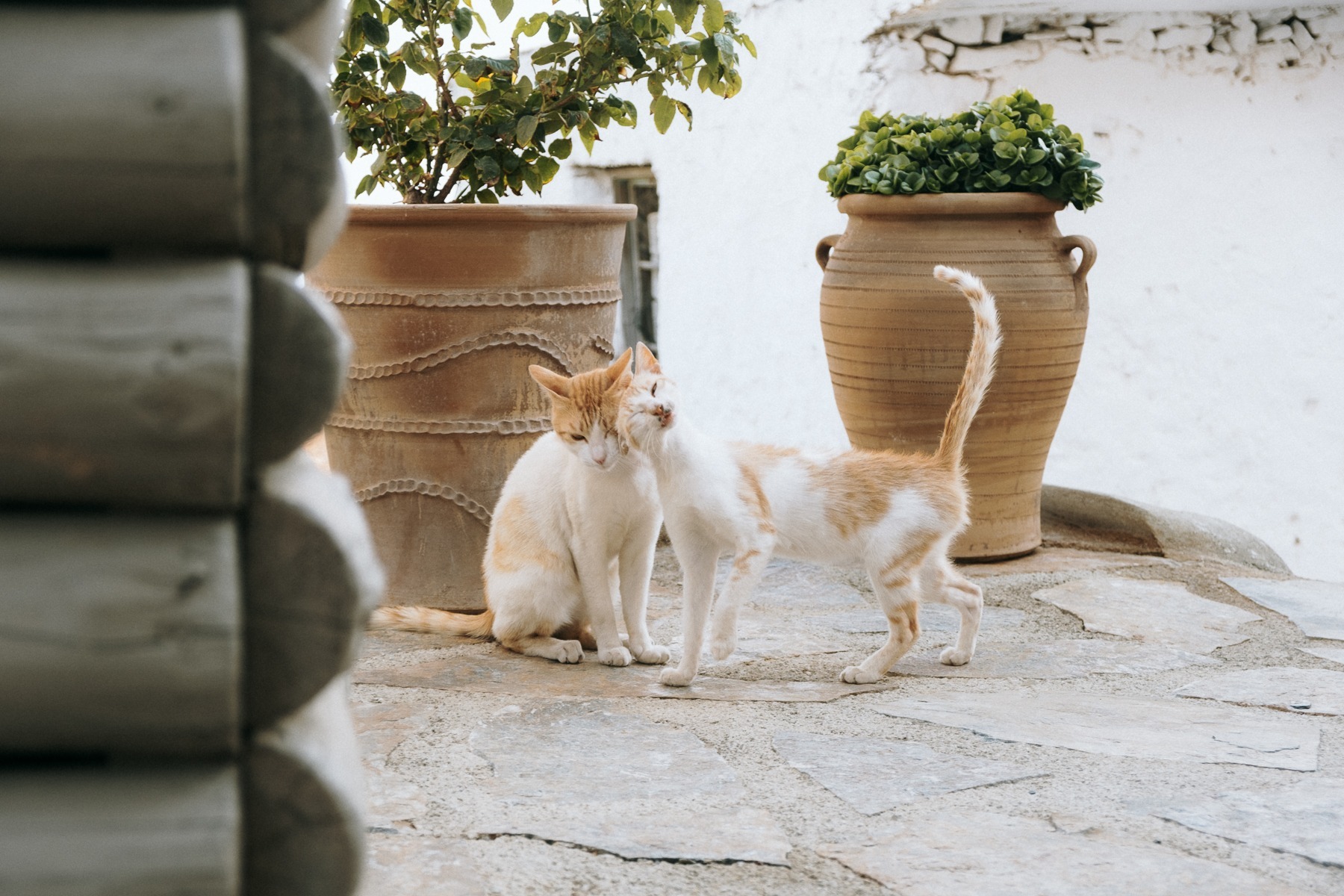 greek cats