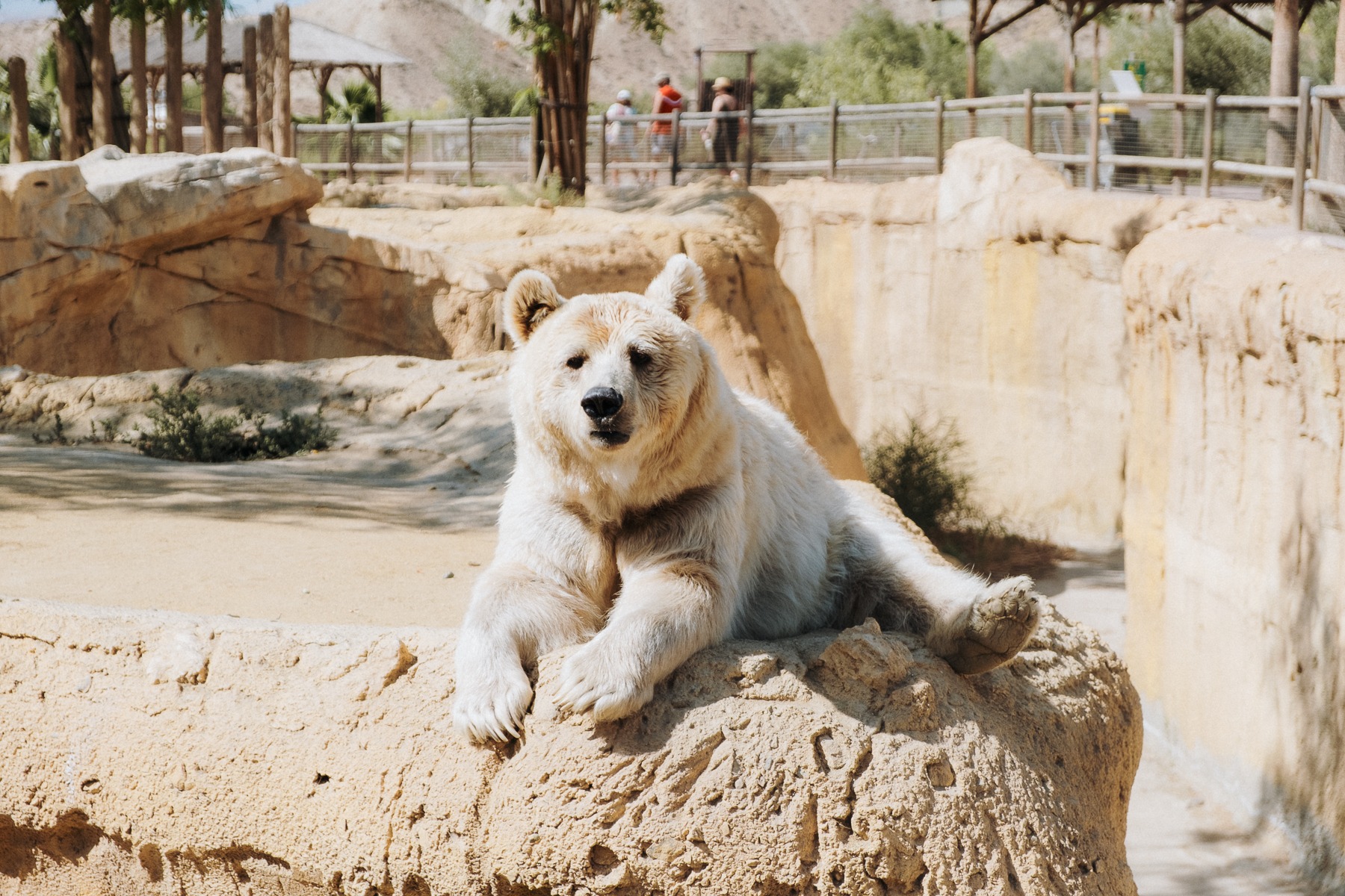 Oasys MiniHollywood Niedźwiedź