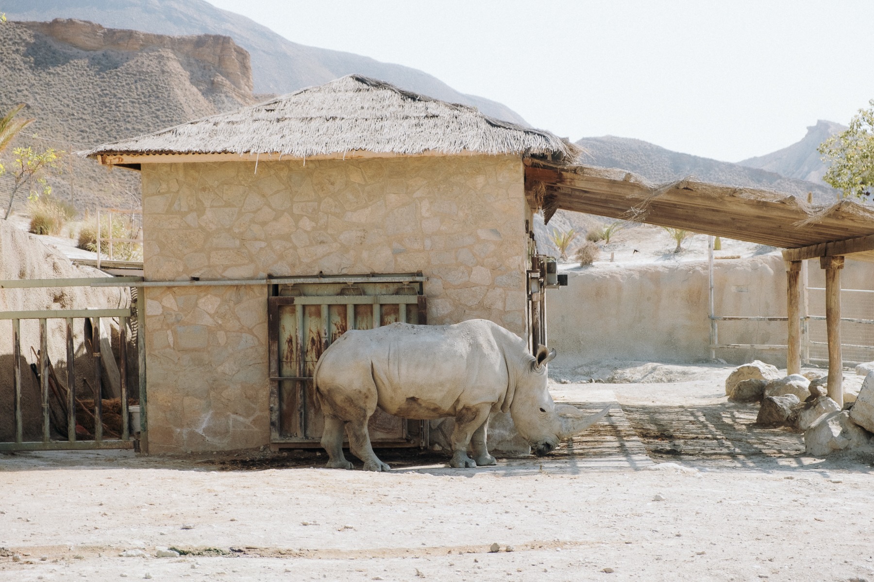 Oasys MiniHollywood Nosorożec