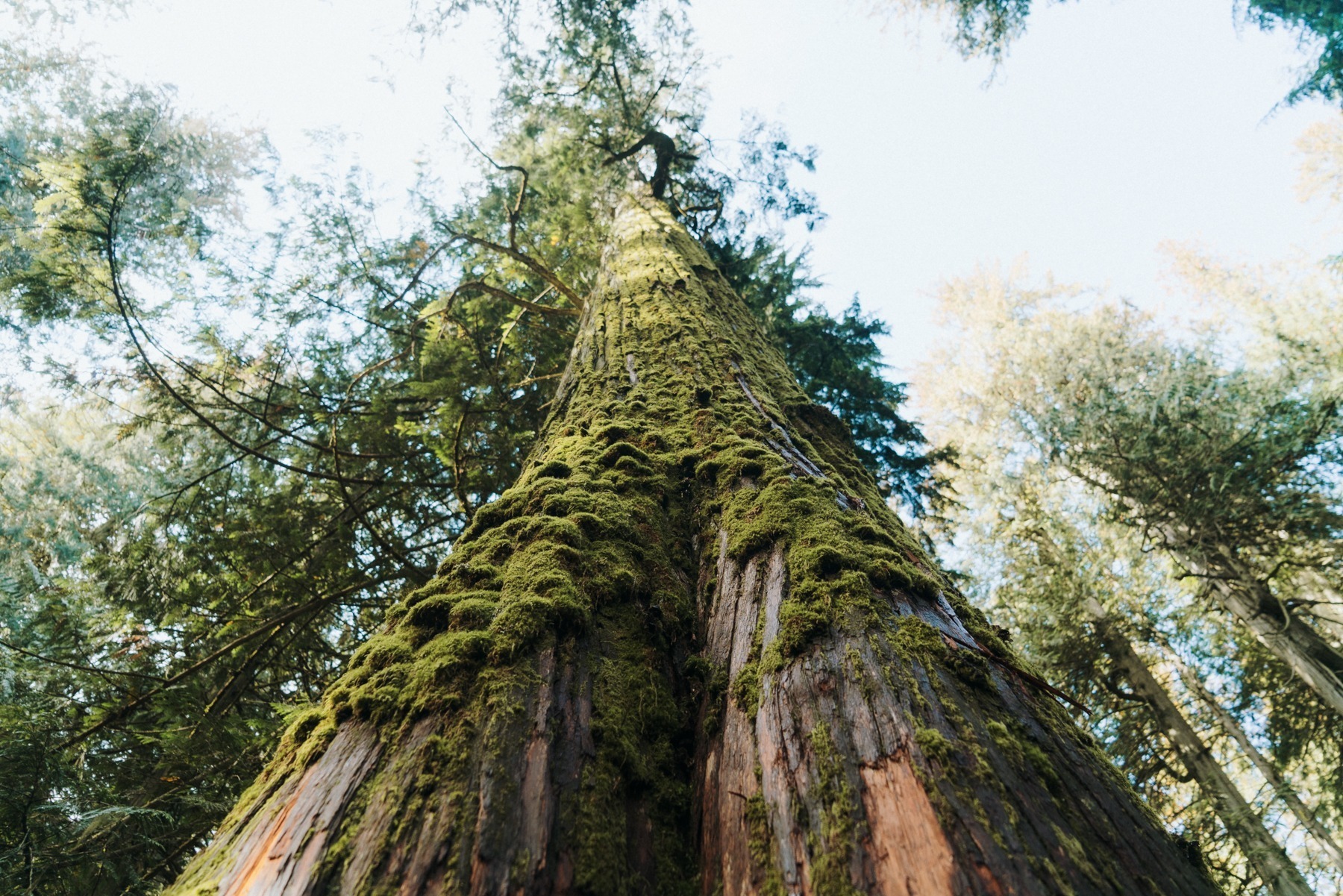 Giant Cedars Boardwalk Trail Góry Skaliste