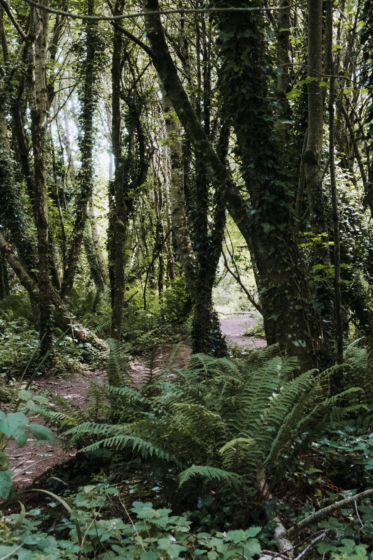 Blessington Greenway
