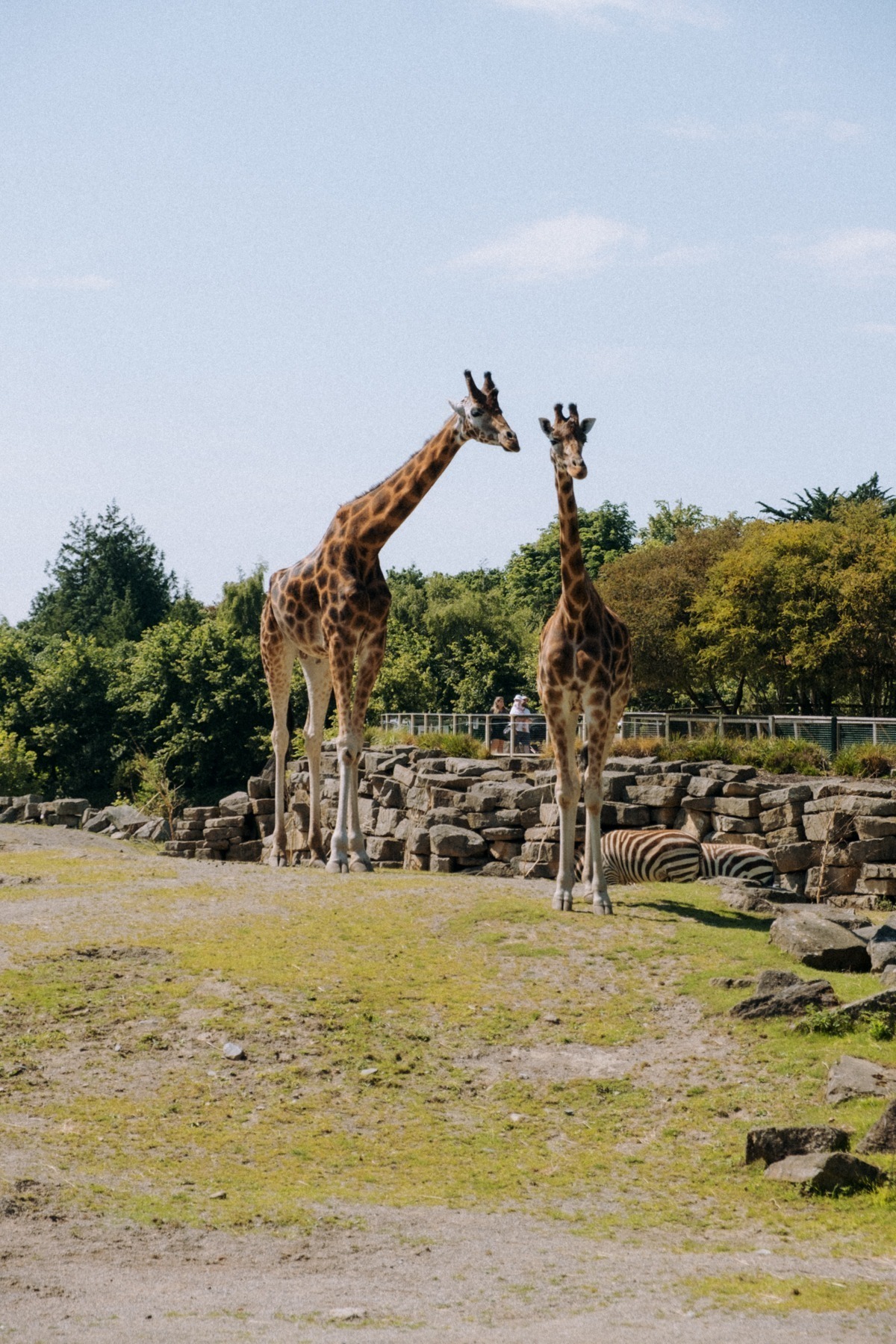 Żyrafy w sawannie Dublin Zoo