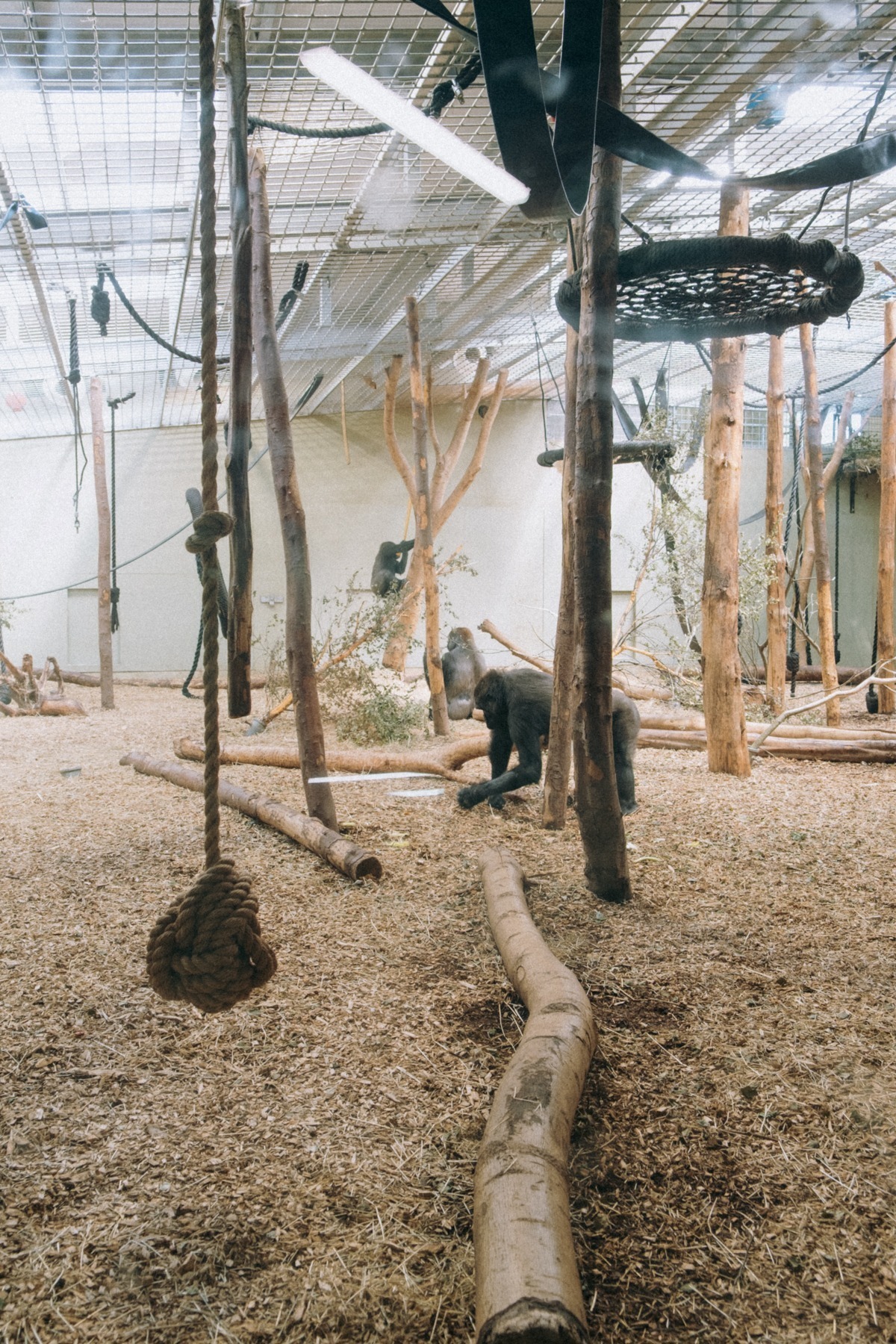Strefa wewnętrzna dla goryli w dublińskim Zoo