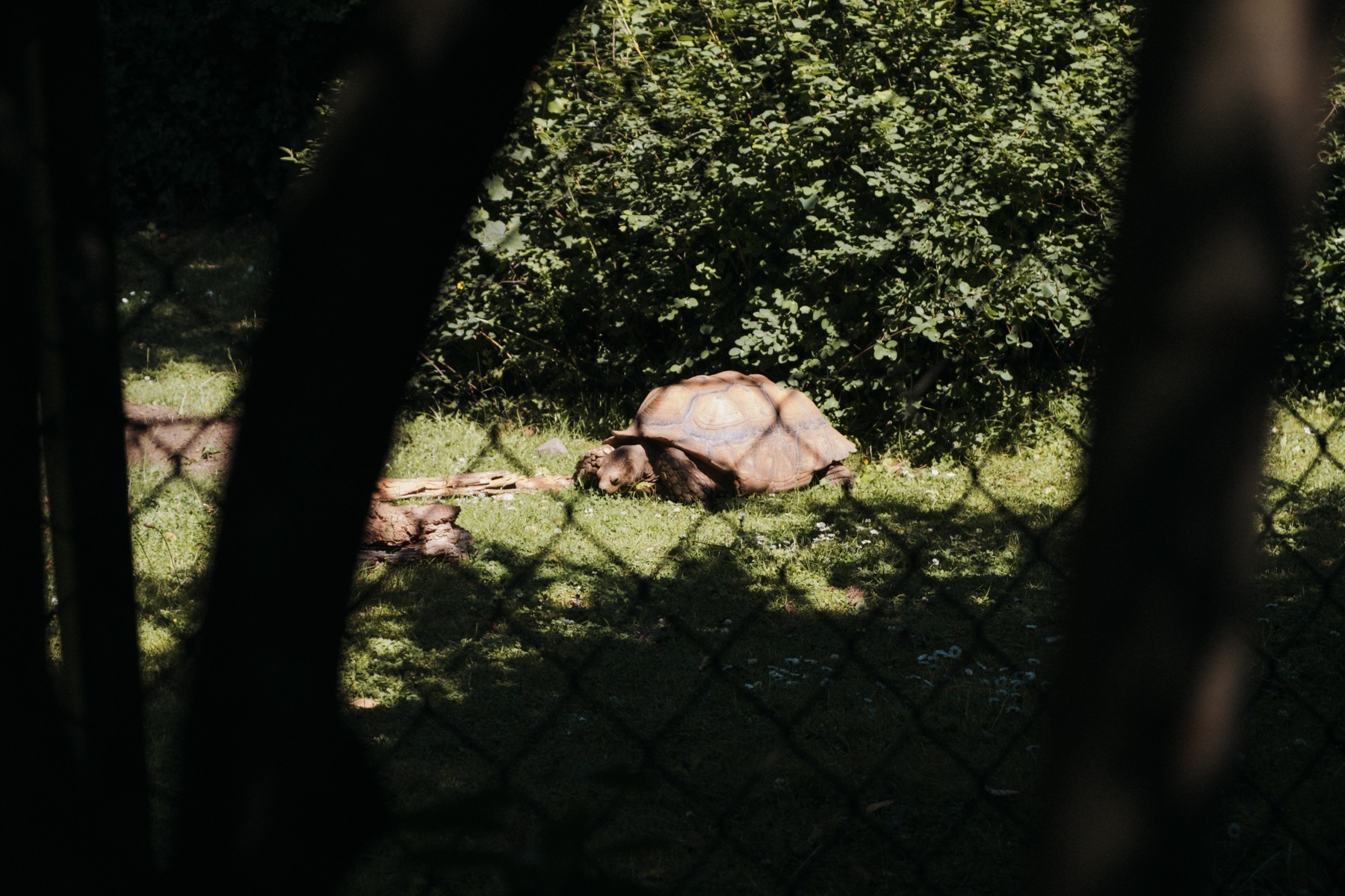 Żółw w Dublin Zoo