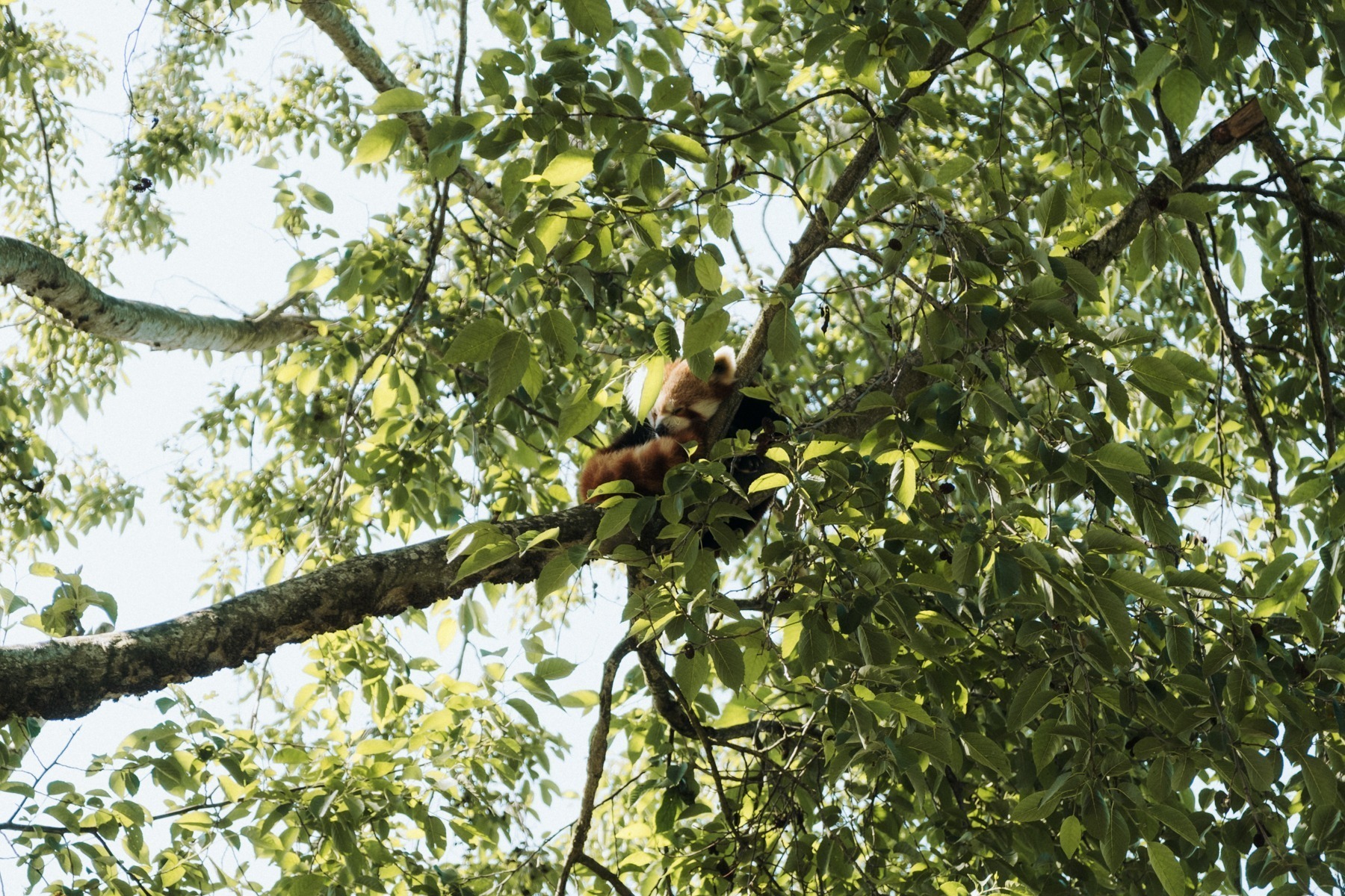 Czerwone Pandy w Dublin Zoo
